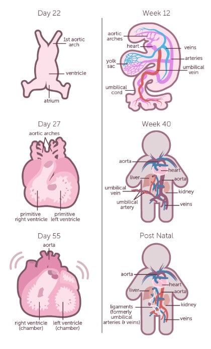 What Week Does A Baby Heart Develop?