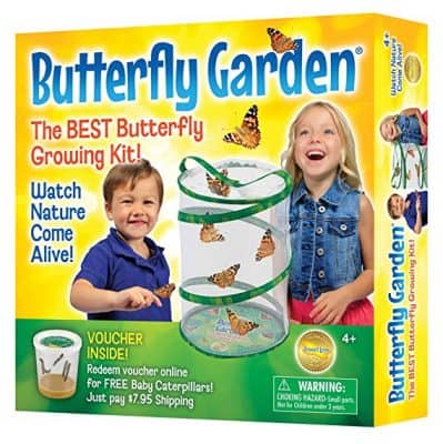 Insect Lore Butterfly Growing Kit