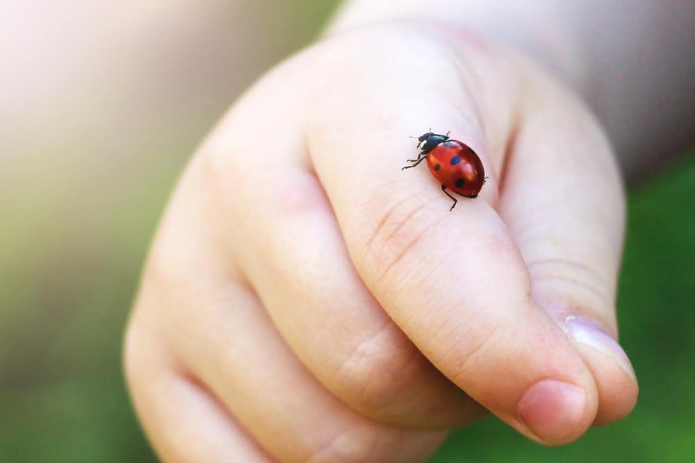 Best Bug Spray For Babies 2022 Keep The Pests Off LittleOneMag   Baby Hand With A Lady Bug 