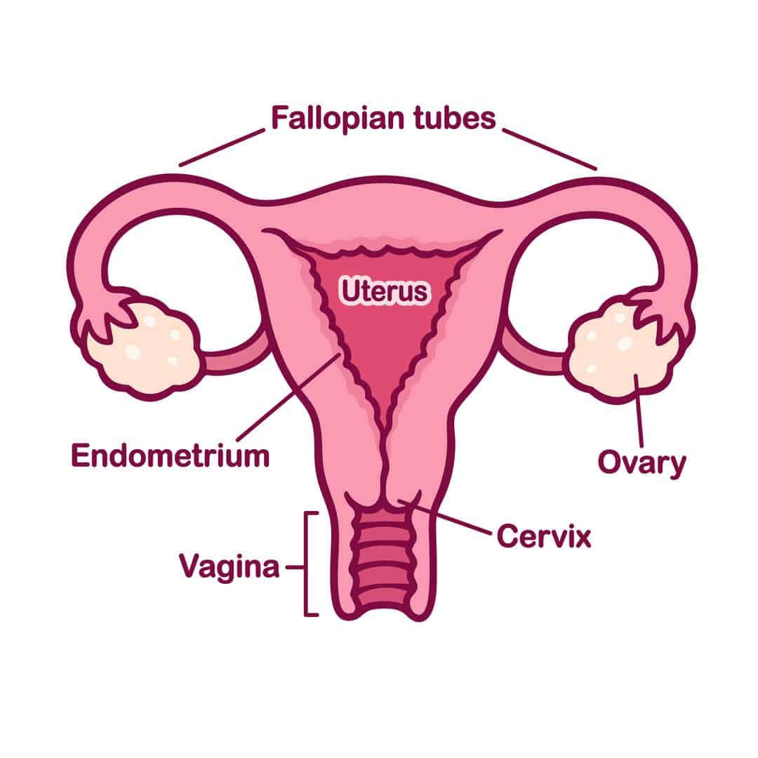 reproductive system organs