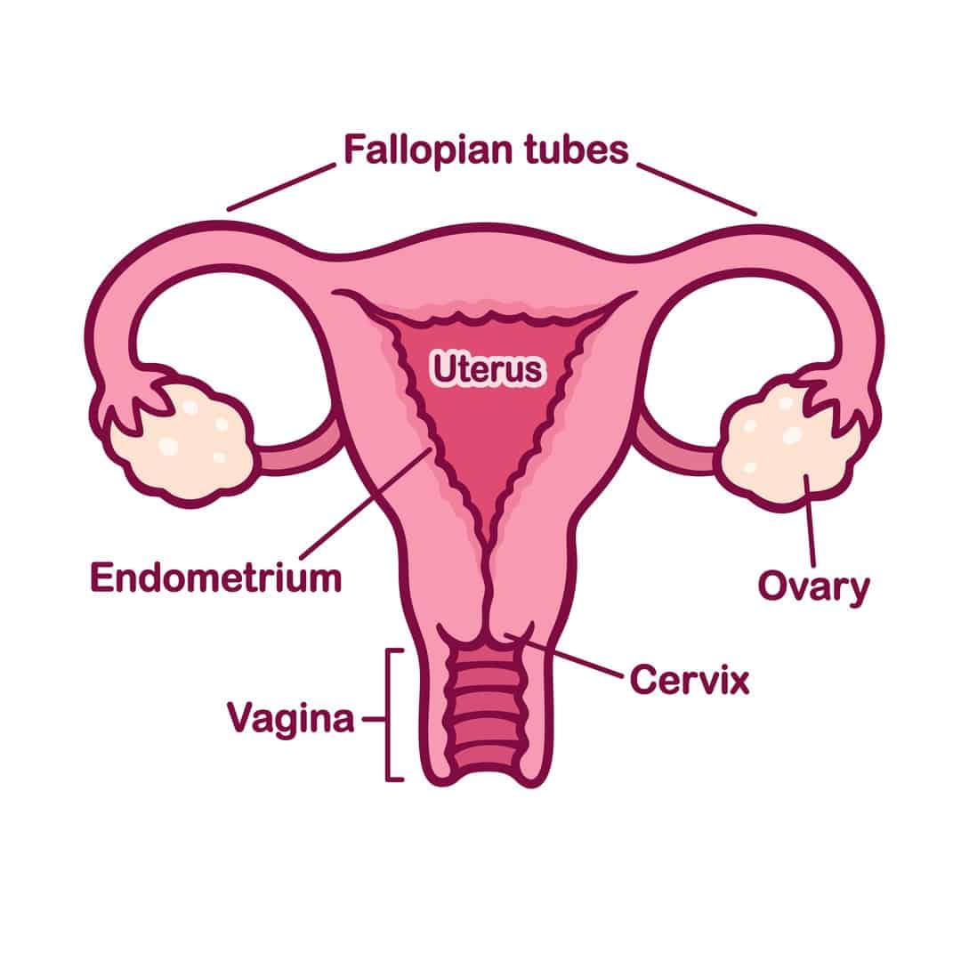 female-parts-of-reproductive-system-draw-a-well-labelled-diagram-of