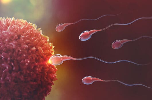 When Does Conception Occur – What You Need to Know