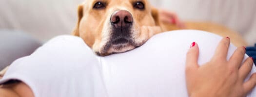Keen Nose: Can Dogs Sense Pregnancy?
