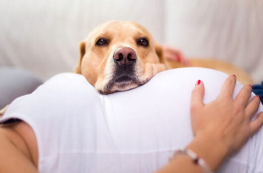 Keen Nose: Can Dogs Sense Pregnancy?