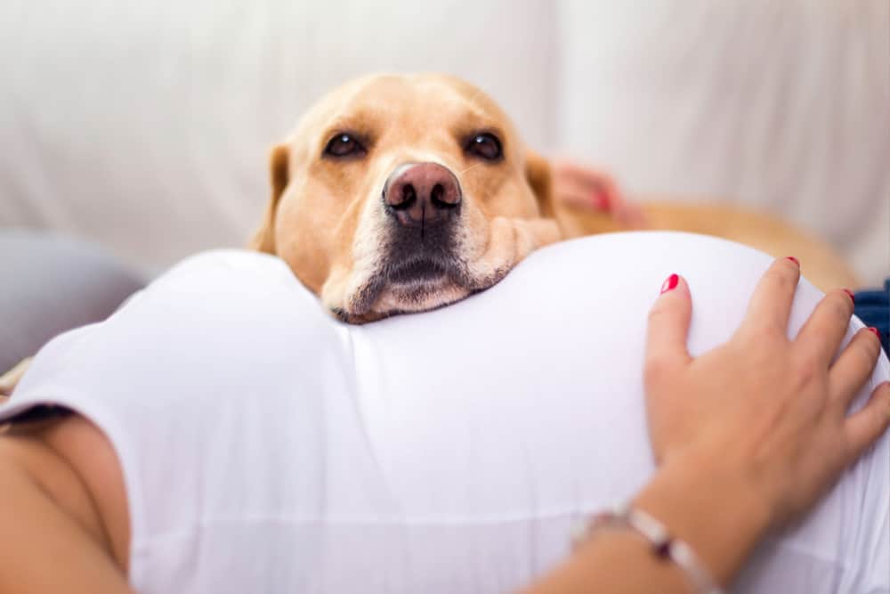 Can Dogs Sense Your Pregnancy