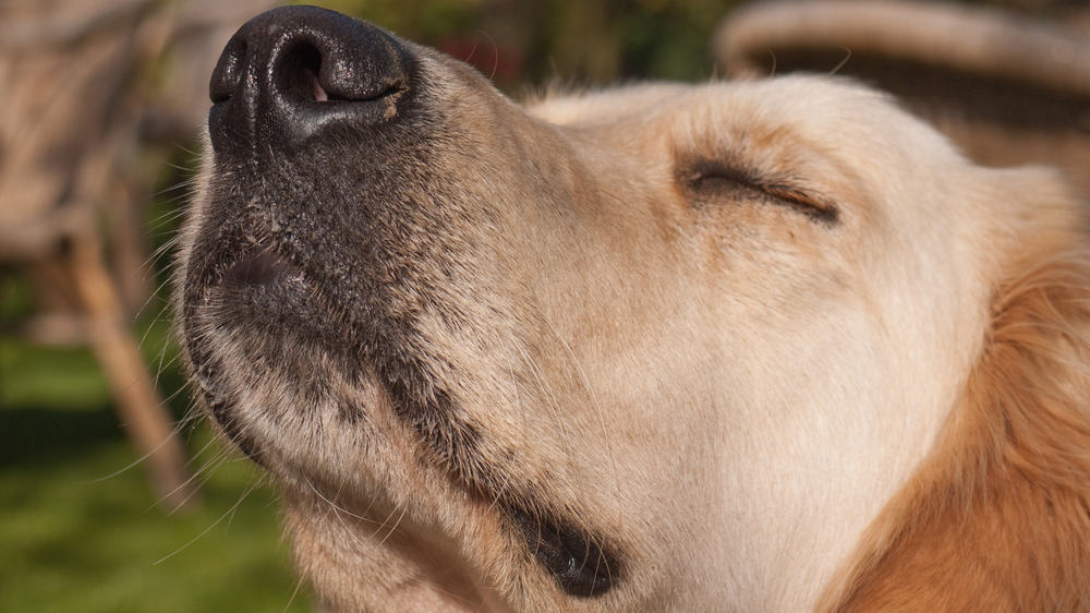 a dog sniffs the air