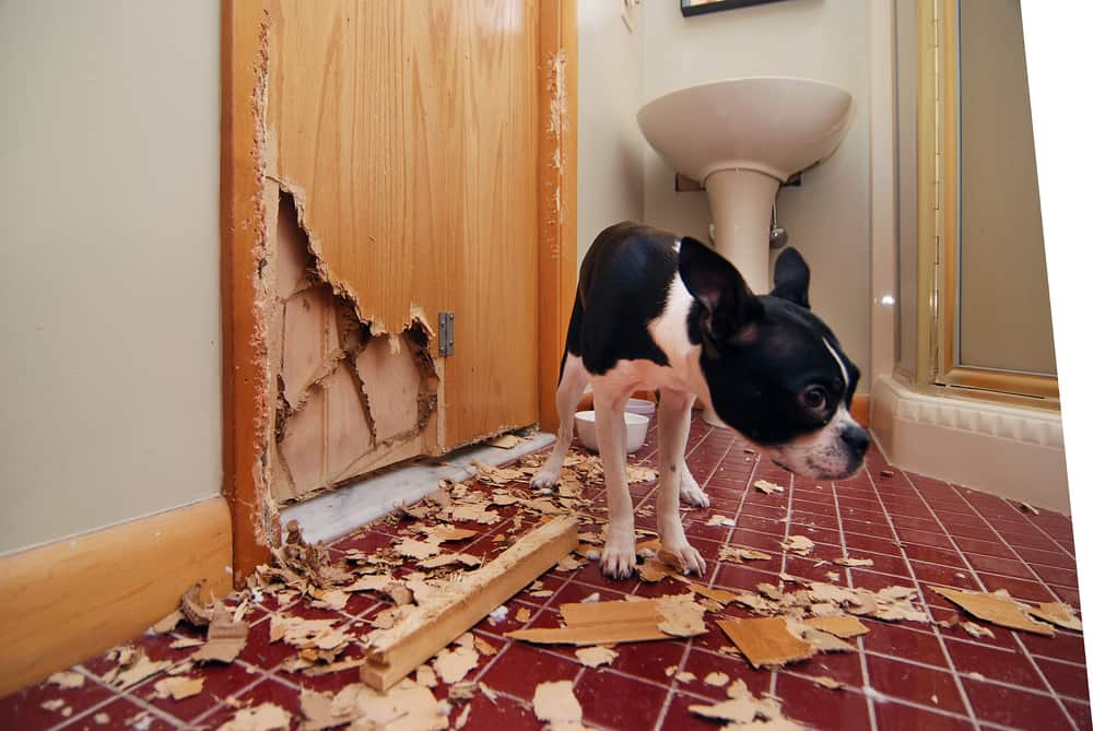 a dog surrounded by pieces of wood and a chewed bathroom door