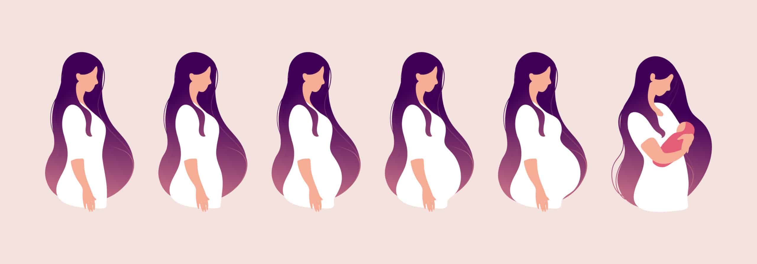 drawing of different stages of pregnancy