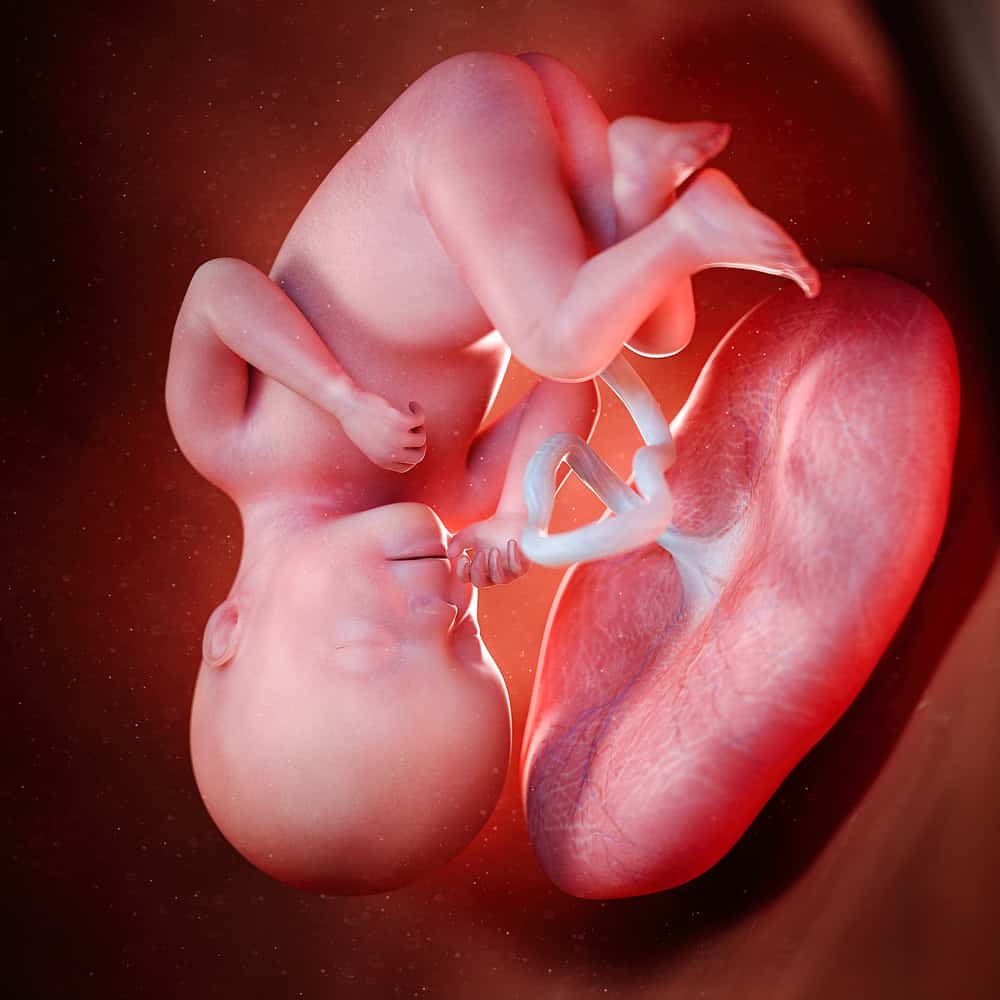 3d rendering of fetus with placenta