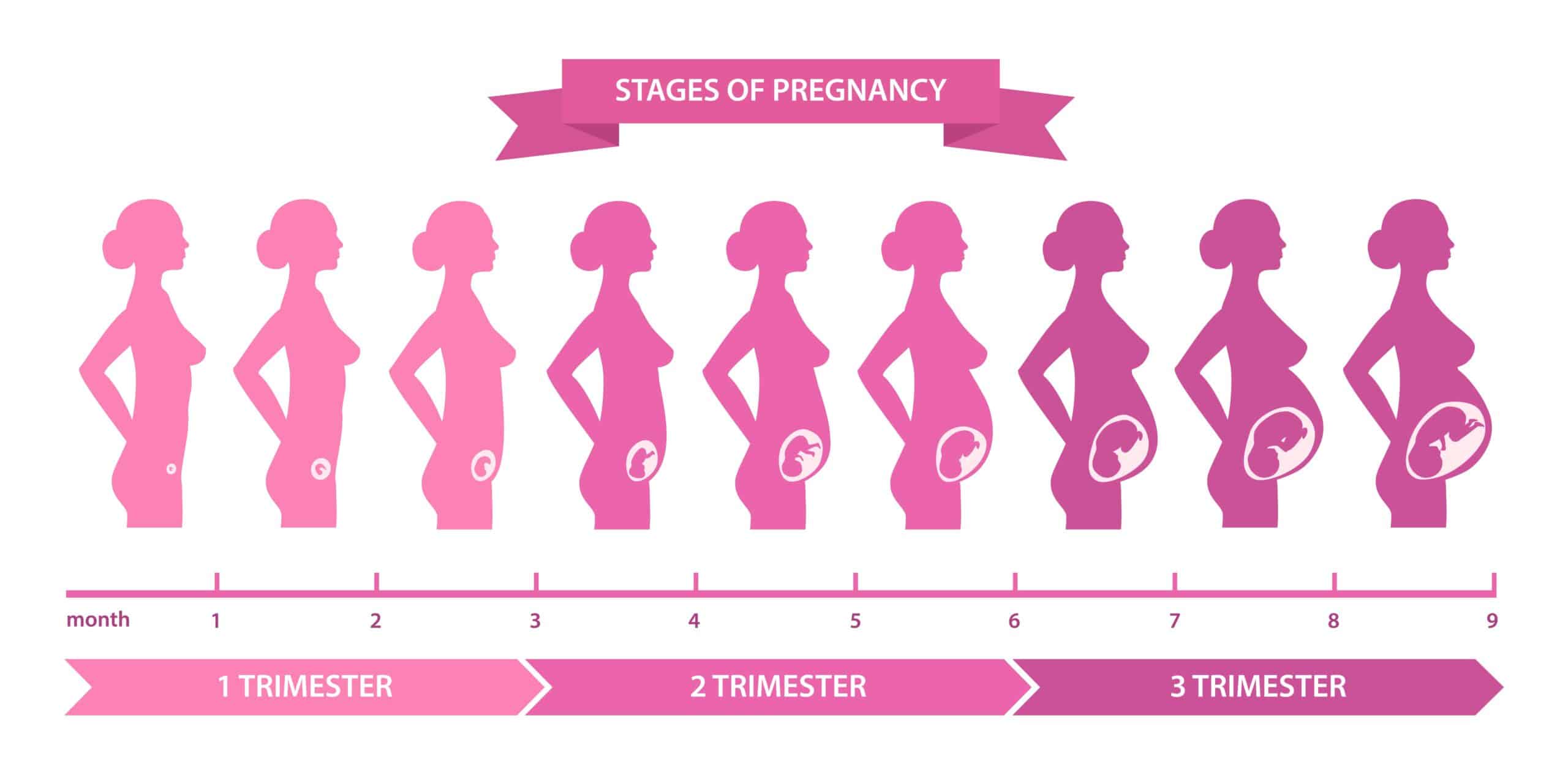 stages of pregnancy