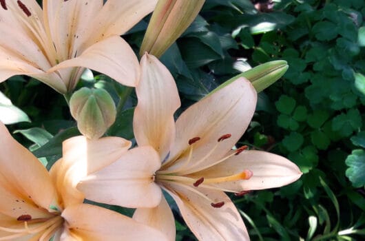 ultimate-guide-to-lily-flower-meaning-symbolism-petal-republic