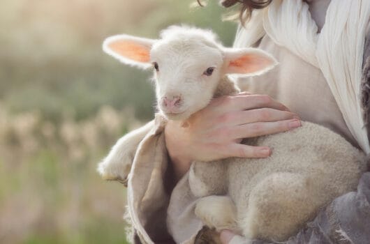 15 Lovely Names That Mean Lamb