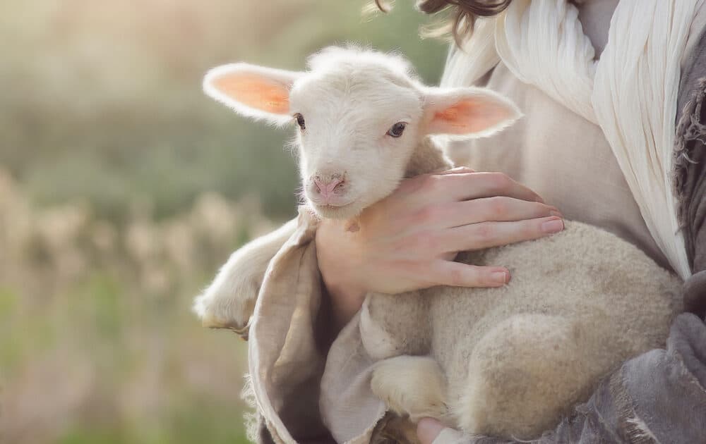 15 Lovely Names That Mean Lamb Littleonemag