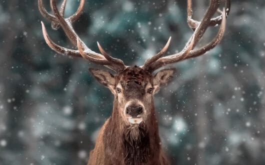 263-reindeer-deer-names-good-cute-cool-ideas