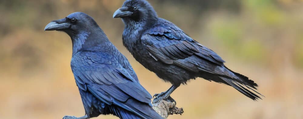 50-names-that-mean-raven-littleonemag