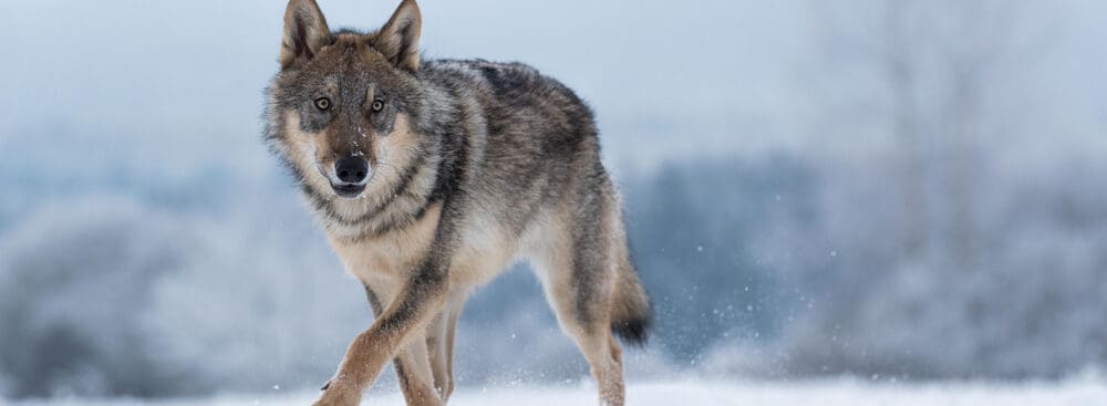 50 Names That Mean Wolf - LittleOneMag