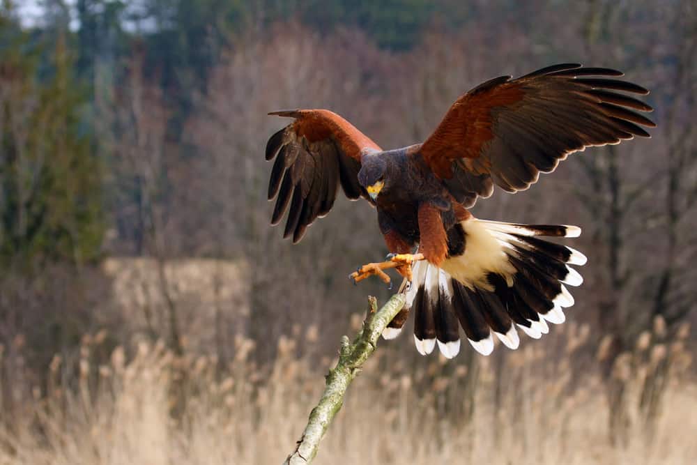 What Names Mean Hawk